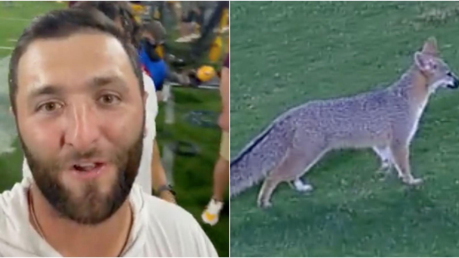 Jon Rahm attends Arizona State College game interrupted by a fox!